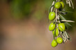 background with olive branch