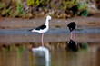 Black-Winged Stilt