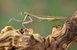 Foto: Mantis walking over branch Mantis walking over branch