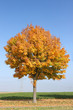 Foto: Herbstbaum Herbstbaum
