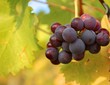 Wein