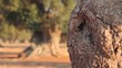 Detail of an olive tree trunk