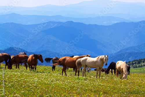 Photo: mountains landscape with horses mountains landscape with horses