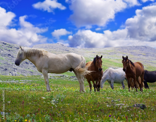 Photo: horses on mountains meadow horses on mountains meadow