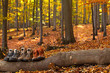 Wanderschuh