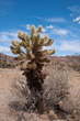 Cholla cactus