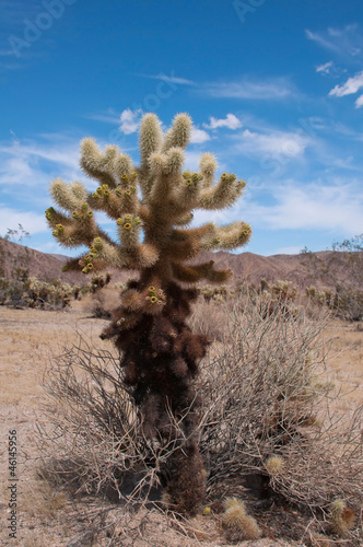 Photo: Cholla cactus Cholla cactus
