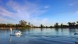 Elegant Swan on the blue lake