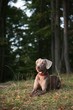 Foto: Weimaraner Weimaraner