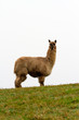 Hairy Alpaca on the hill