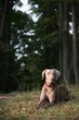 Foto: Weimaraner Weimaraner
