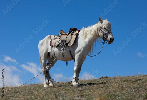 Photo: Stallion under saddle Stallion under saddle