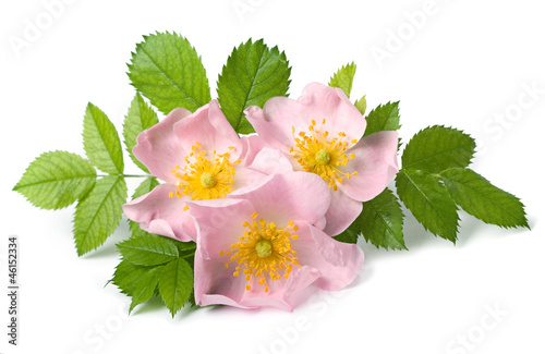 Photo: Dog rose flower Dog rose flower