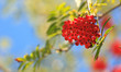 Rowanberries in early autumn.