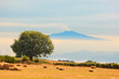 View on Etna from Aspromonte field