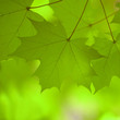 Ahorn Herbst
