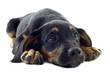 puppy doberman