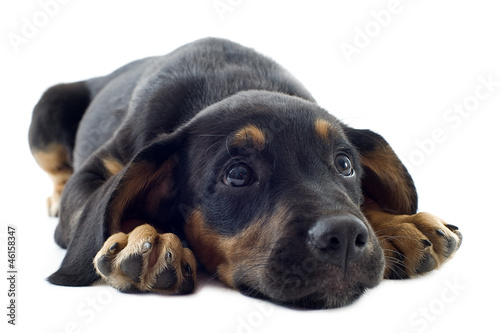 Photo: puppy doberman puppy doberman