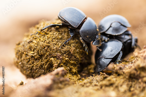 Photo: Three dung beetles working really hard together. Three dung beetles working really hard together.