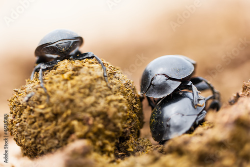 Photo: Three beetles Three beetles