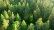 flight above forest