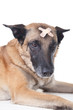 Hund mit Pflaster