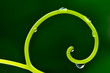 Abstract background with grapevine tendril