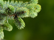fir tree