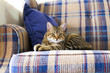 Small Cat