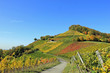 Herbststimmung: Weinberge im Handthal (Franken, Bayern)