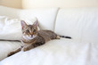 Small Cat