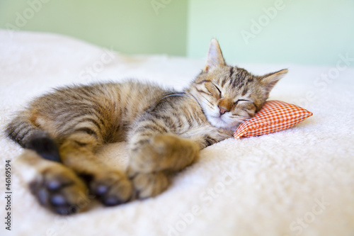 Photo: Small Kitty With Red Pillow Small Kitty With Red Pillow