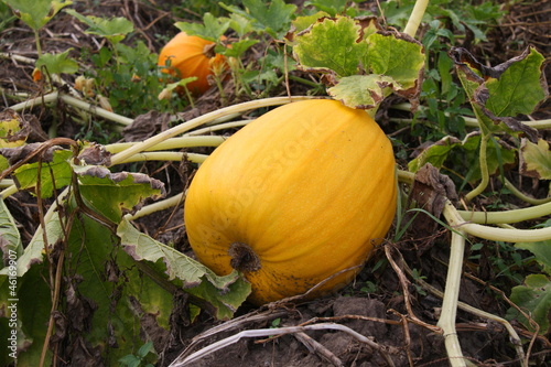 Photo: Pumpkin on a water-melon Pumpkin on a water-melon