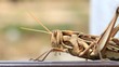 Video: grasshopper walking, macro closeup hd clip grasshopper walking, macro closeup hd clip