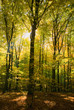 Autumn forest
