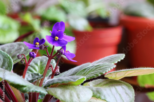Photo: Violet saintpaulia Violet saintpaulia