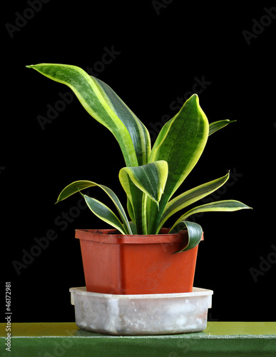 Photo: Sansevieria trifasciata Sansevieria trifasciata