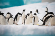 Penguins on the snow