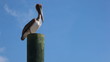 Video: Pelican standing on post Pelican standing on post