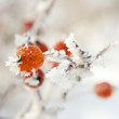 Hoarfrost on leaves