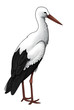 Storch Clipart Storch Clipart