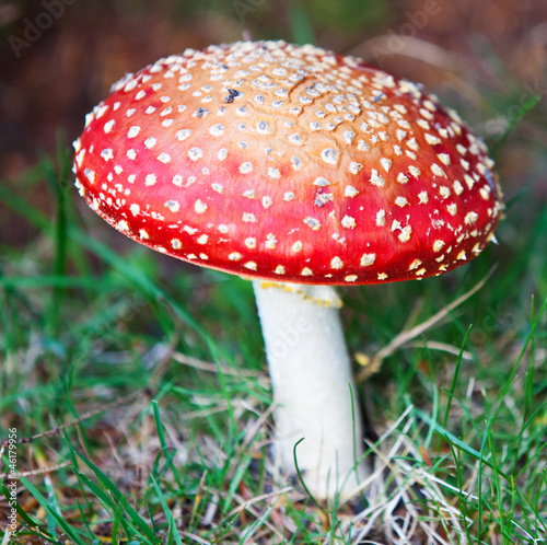 Photo: Fliegenpilz Fliegenpilz