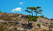 Pine tree growing on edge of mountain side
