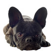 bouledogue français
