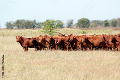 Photo: Red angus cattle Red angus cattle