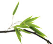 Black Bamboo leaves and stalk