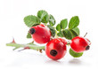 Group of rose hips isolated on a white background.