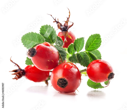 Photo: Group of rose hips isolated on a white background. Group of rose hips isolated on a white background.