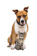 Dog and Kitten