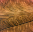 braunes Blatt